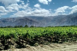 vignobles de Salta